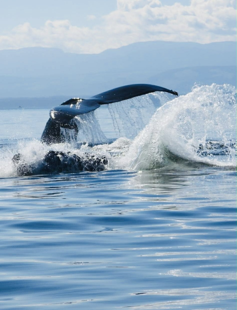 A close-up whale tail splashing in the water as the whale dives. The water is reflective of the sunny skies above.
